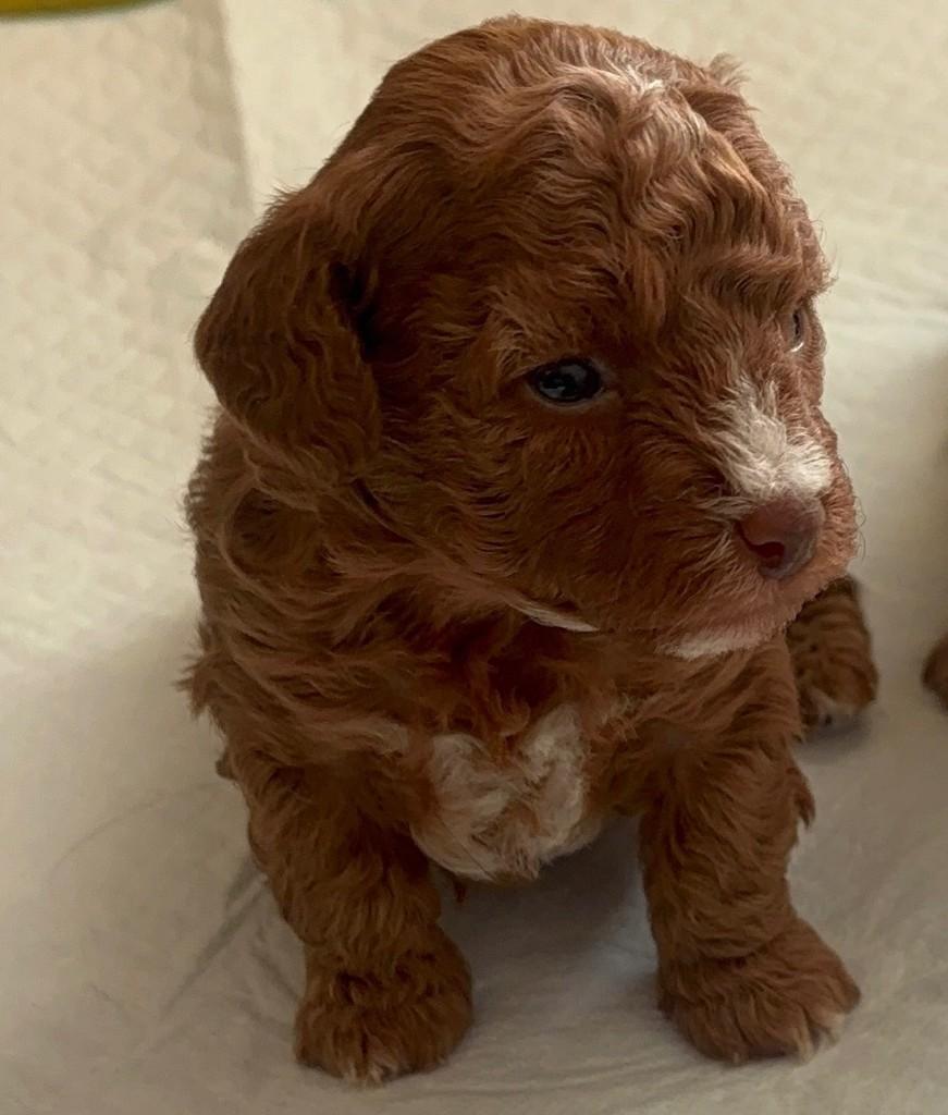 Chiot caniche Toy, bien-être et suivi vétérinaire