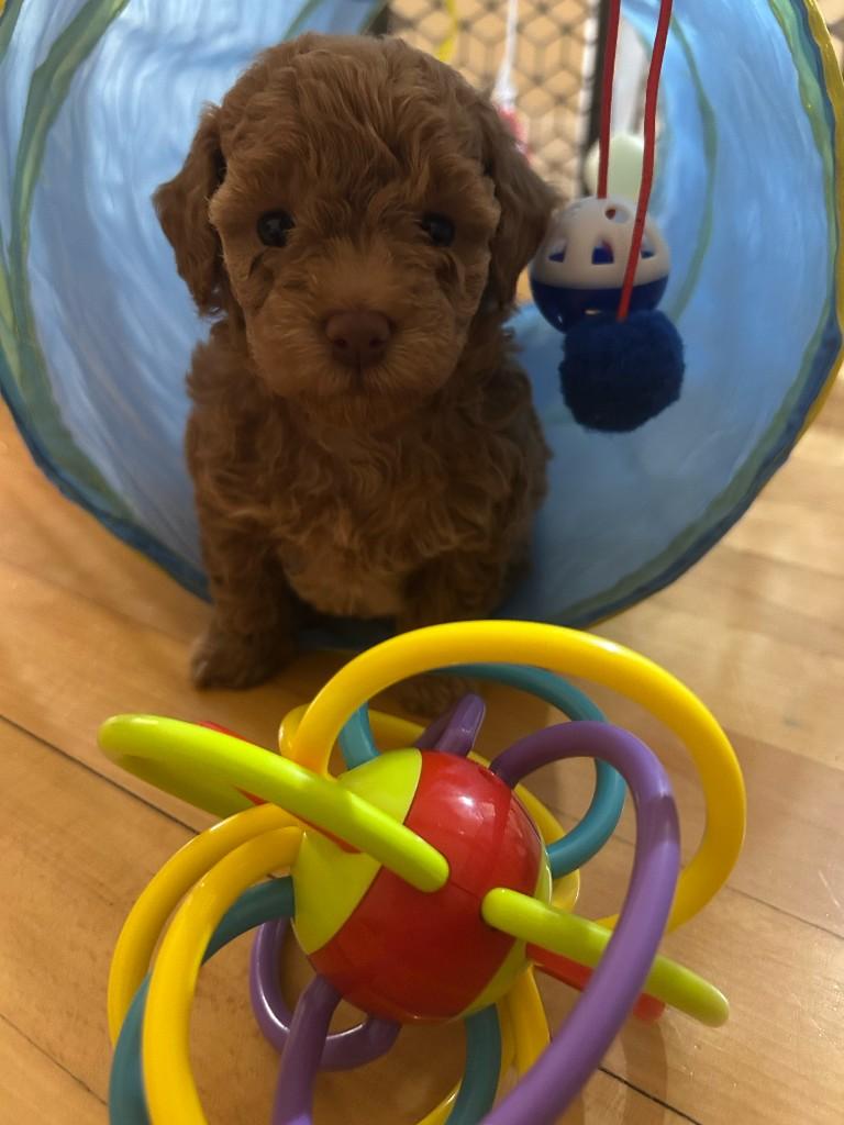 Chiot caniche Toy en jeu