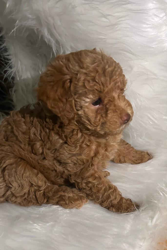 Chiot caniche Toy sur couverture