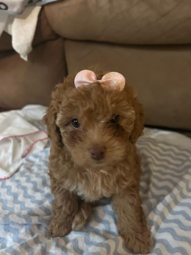 Chiot caniche Toy avec nœud rose