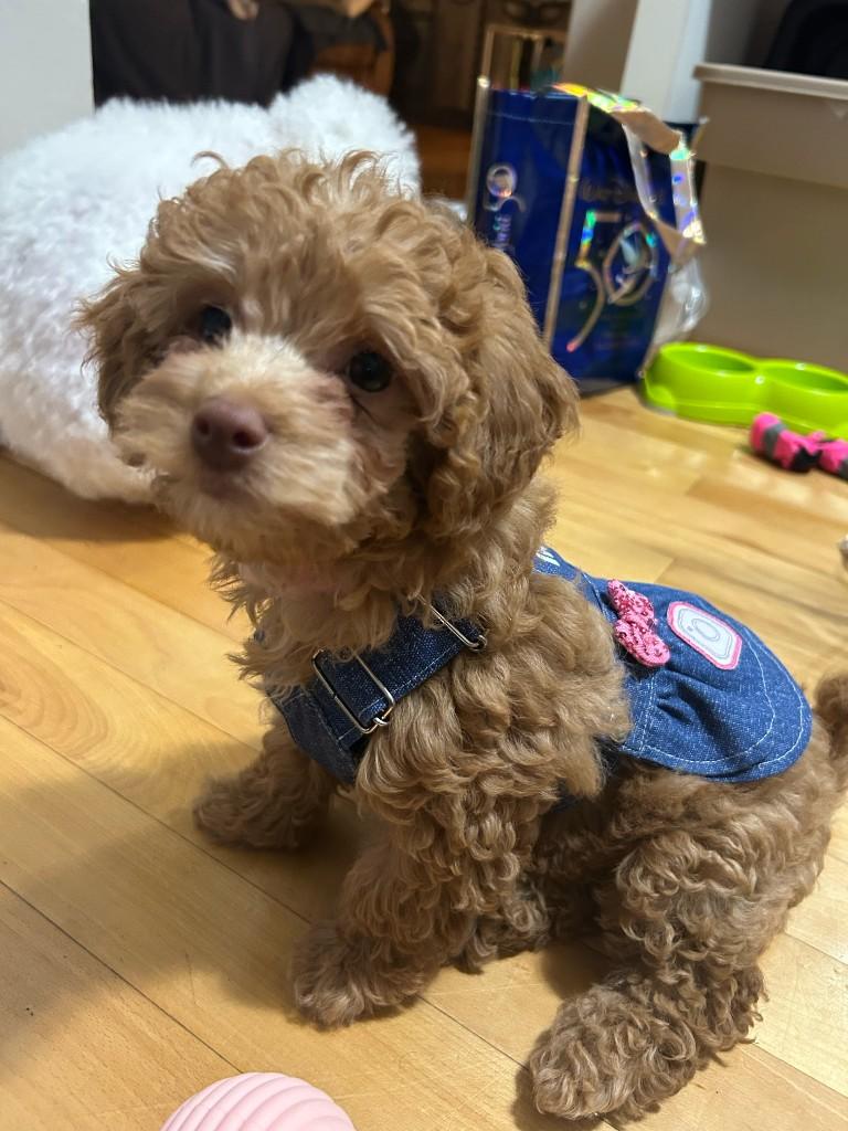 Chiot caniche Toy à la maison