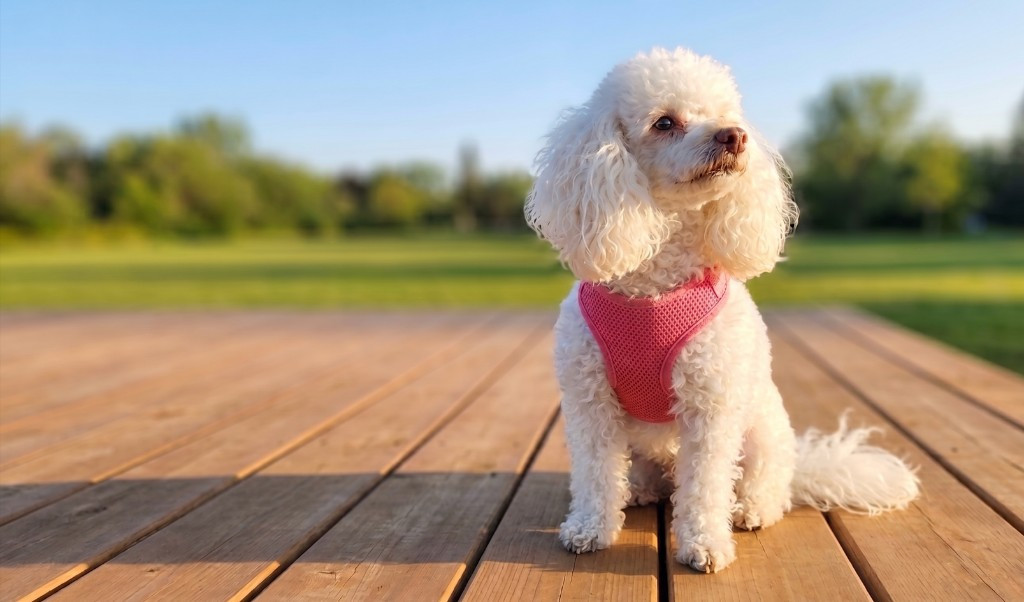 Chiot caniche blanc avec harnais rose sur une terrasse en bois